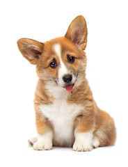 little welsh corgi pembroke puppy sitting