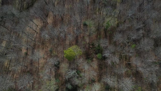 Spring, Beech forest, Altube, Gorbeia Natural Park, Alava, Bizkaia, Basque Country, Spain, Europe