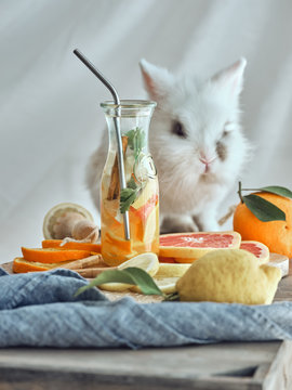 Composition of citrus slices, orange lemonade in glass bottle and little bunny placed on table with blue tablecloth