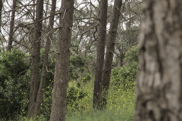 trees in the forest