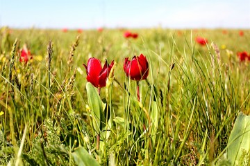 wild tulips in Kalmykia