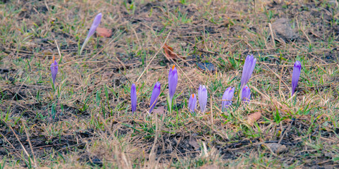 Kalatowki, Zakopane, Poland. Crocuses in wet cloudy morning. 