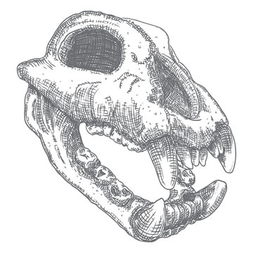Dog, coyote or predator skull. Animal engraving hand drawing wolf head skull . Sketch Boho style tattoo. Vector
