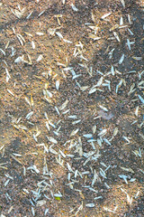Brown texture of red granite Gravel path with scattered white flower petals