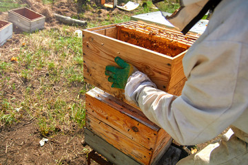 a beekeeper in gloves and a beekeeper's costume takes out a frame with bees, prepares to collect...