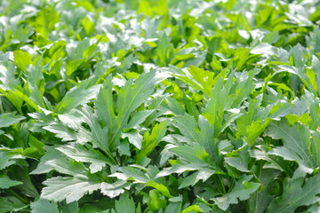 Fresh green foliage grass in the meadow with Shallow Dof