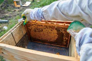 a beekeeper in gloves and a beekeeper's costume takes out a frame with bees, prepares to collect...