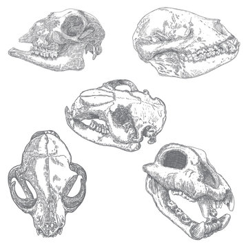 Set of animal skulls, engraving hand drawing heads. Dog, wolf, coyote predators. Goat or sheep farm animal. Domestic home cat. Forest wild beaver. Boho style tattoo. Vector.