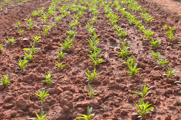 young green seedling