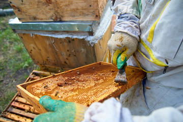 a beekeeper in gloves and a beekeeper's costume takes out a frame with bees, prepares to collect honey, takes care of beehives and honeycombs