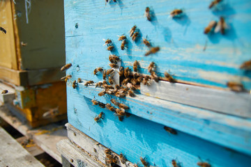 Close up of flying bees. Wooden beehive and bees. Plenty of bees at the entrance of old beehive in...