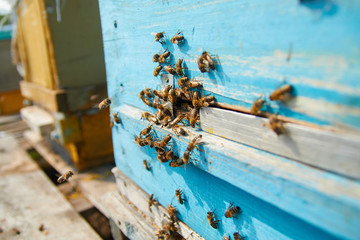Obraz na płótnie Canvas Close up of flying bees. Wooden beehive and bees. Plenty of bees at the entrance of old beehive in apiary. Working bees on plank. Frames of a beehive. 