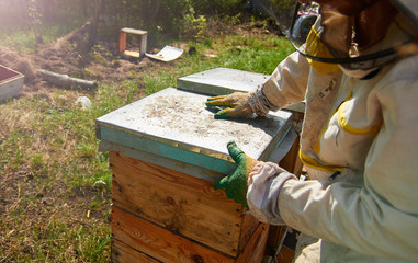 beekeeper in gloves and a beekeeper's costume checks beehives with bees, preparing for collecting...