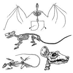 Alchemy symbol elements set. Spirituality, occultism and chemistry, magic tattoo sketch. Vampire bat, rat skeleton, skull, lizard iguana. Hand drawing Vector.