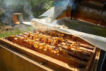 a beekeeper dressed as a beekeeper with a smoke in his hands serves hives with bees, accelerates bees with smoke to revise frames with honeycombs