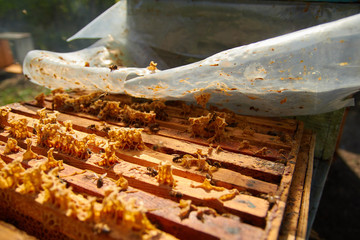 beekeeper in gloves and a beekeeper's costume checks beehives with bees, preparing for collecting honey, caring for frames with honeycombs