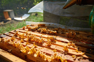 a beekeeper dressed as a beekeeper with a smoke in his hands serves hives with bees, accelerates bees with smoke to revise frames with honeycombs