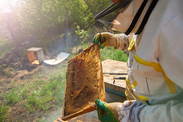 a beekeeper in gloves and a beekeeper's costume takes out a frame with bees, prepares to collect...