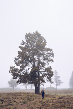 Back view of traveler with backpack walking on footpath with big tree in thick fog
