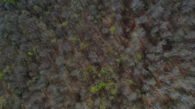 Spring, Beech forest, Altube, Gorbeia Natural Park, Alava, Bizkaia, Basque Country, Spain, Europe