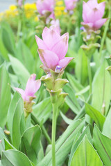 siam tulip flower
