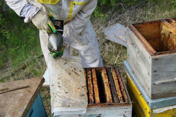 Fototapeta premium beekeeper in gloves and a beekeeper's costume checks beehives with bees, preparing for collecting honey, caring for frames with honeycombs