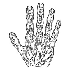Scary zombie monster hand, hand drawn. Isolated on white background, for Halloween. Vector.