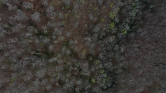 Spring, Beech forest, Altube, Gorbeia Natural Park, Alava, Bizkaia, Basque Country, Spain, Europe