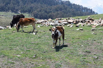 Cow in Auli Uttarakhand