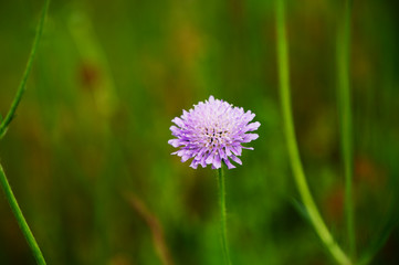 Makro von einer lila Distel vor grünem Bokeh