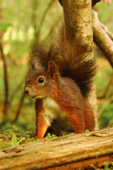 Eichhörnchen (sciurus)