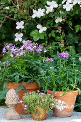 Sommerblumen in Lila  im Tontopf im Garten