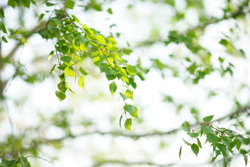 Birch branches on tree in the spring