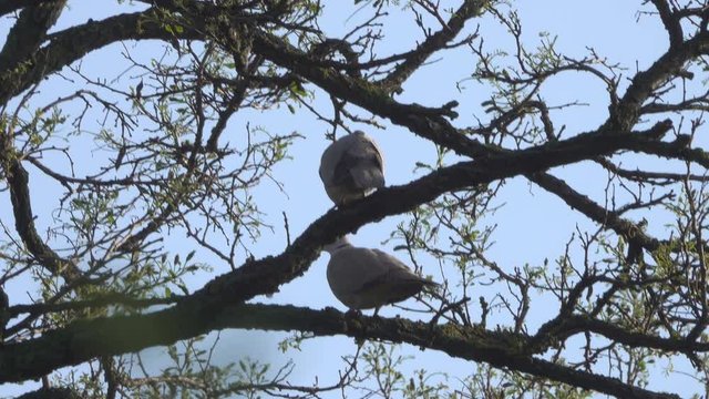 pair of wild pigeons during the breeding season among the branches of trees.