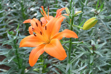 lily flower