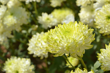 chrysanthemum flower