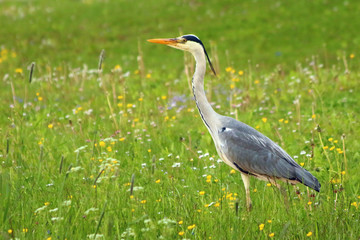 Graureiher (Ardea cinerea)