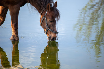 horse drinking water