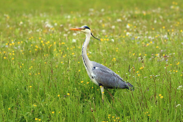 Graureiher (Ardea cinerea)