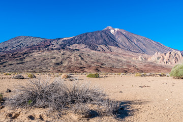 Dry shrub on a desert plateau