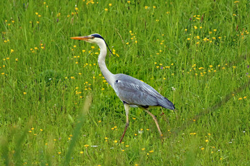 Graureiher (Ardea cinerea)