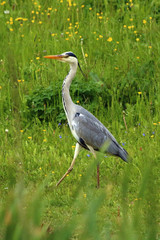 Graureiher (Ardea cinerea)