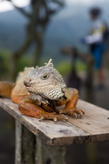 Iguana