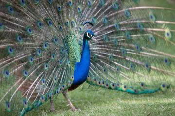 Obraz premium Peacock with all its colors