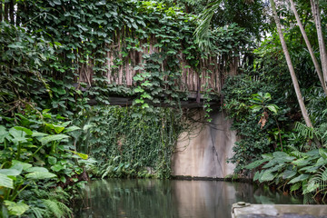 Tropical Forest inside a greenhouse representing Gondwanaland.