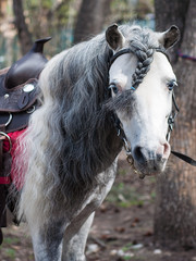 Vertical portrait of a gray suit pony with blue eyes, long mane and pigtail.