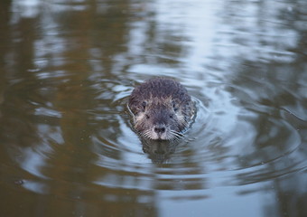 The young cute coypu ( nutria ) swims in a pond