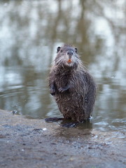 The young cute coypu ( nutria )  standing on hinder legs on the edge of water