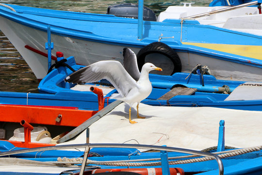 gabbiano
