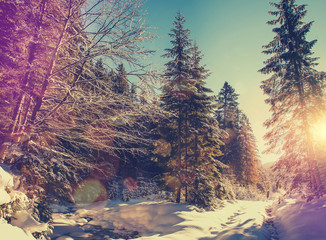 Fantastic winter forest landscape. Icy snowy fir trees glowin in sunlight. winter holiday concept....